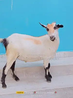 Two Home-Raised Goats for Qurbani Sale