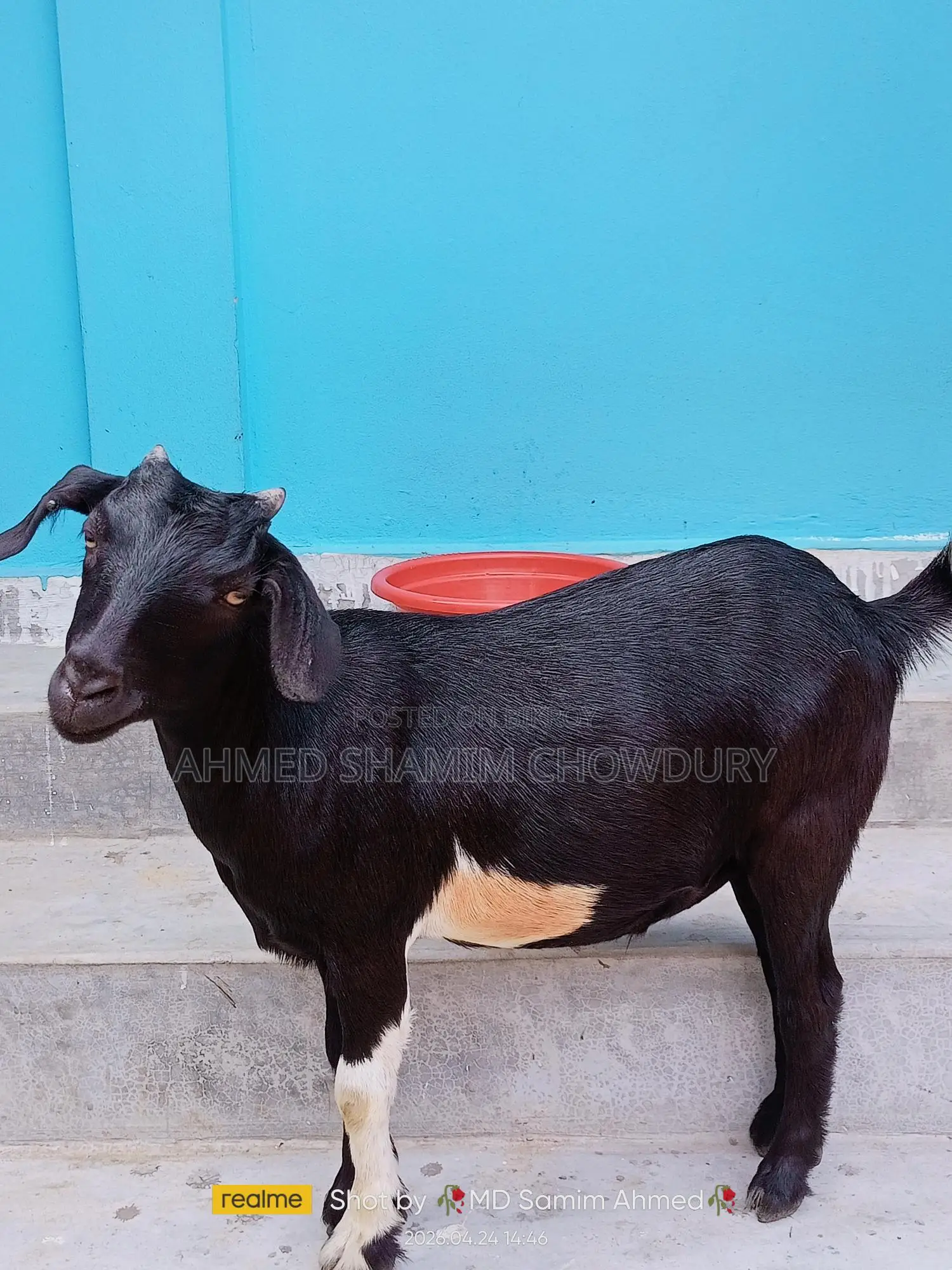 Two Home-Raised Goats for Qurbani Sale