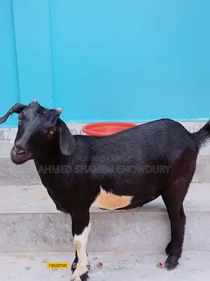 Two Home-Raised Goats for Qurbani Sale