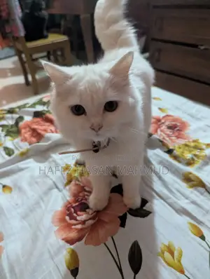 Persian Cat