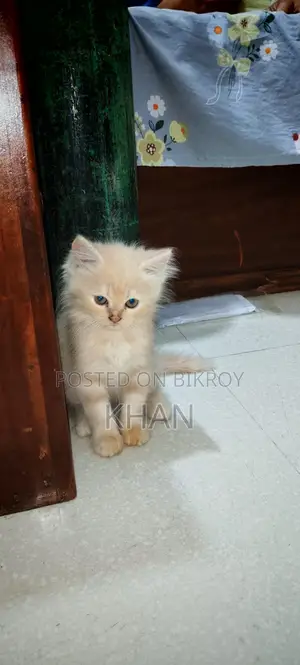 বিশুদ্ধ পার্সিয়ান বিড়ালছানা