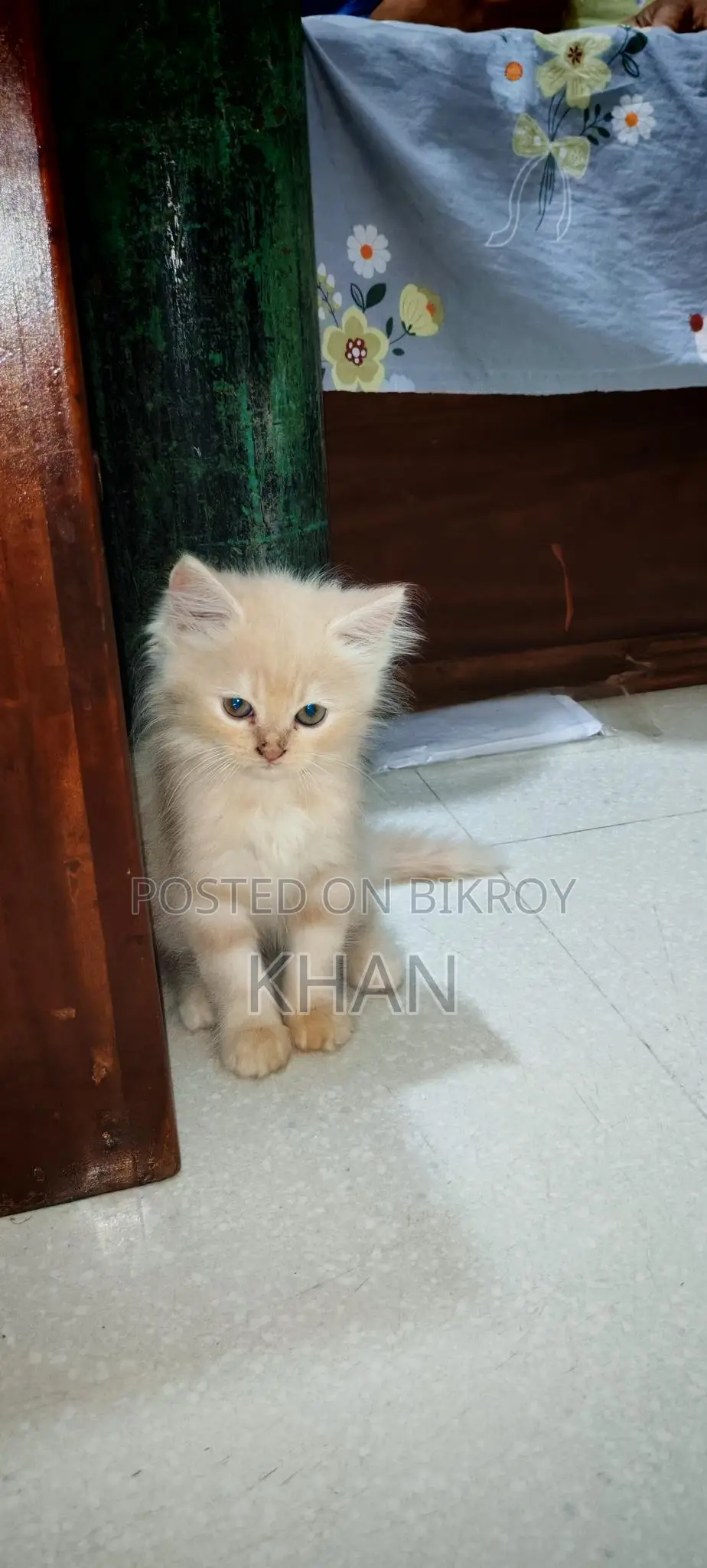 Pure Persian Kittens