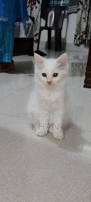 Pure Persian Kittens