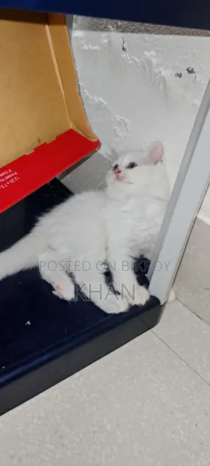 Pure Persian Kittens
