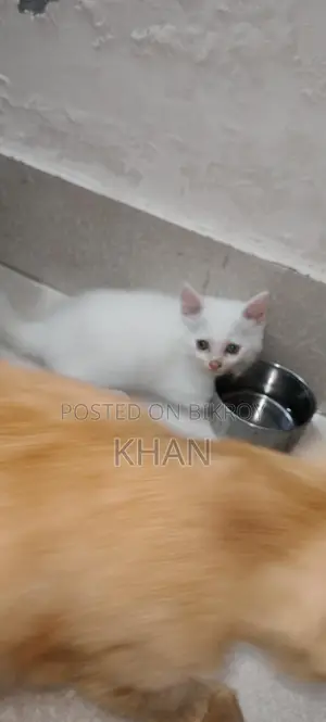 Pure Persian Kittens