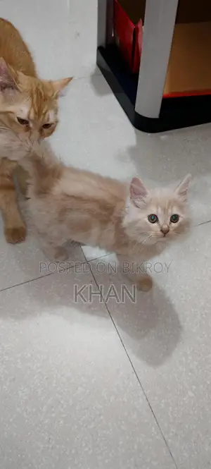 Pure Persian Kittens