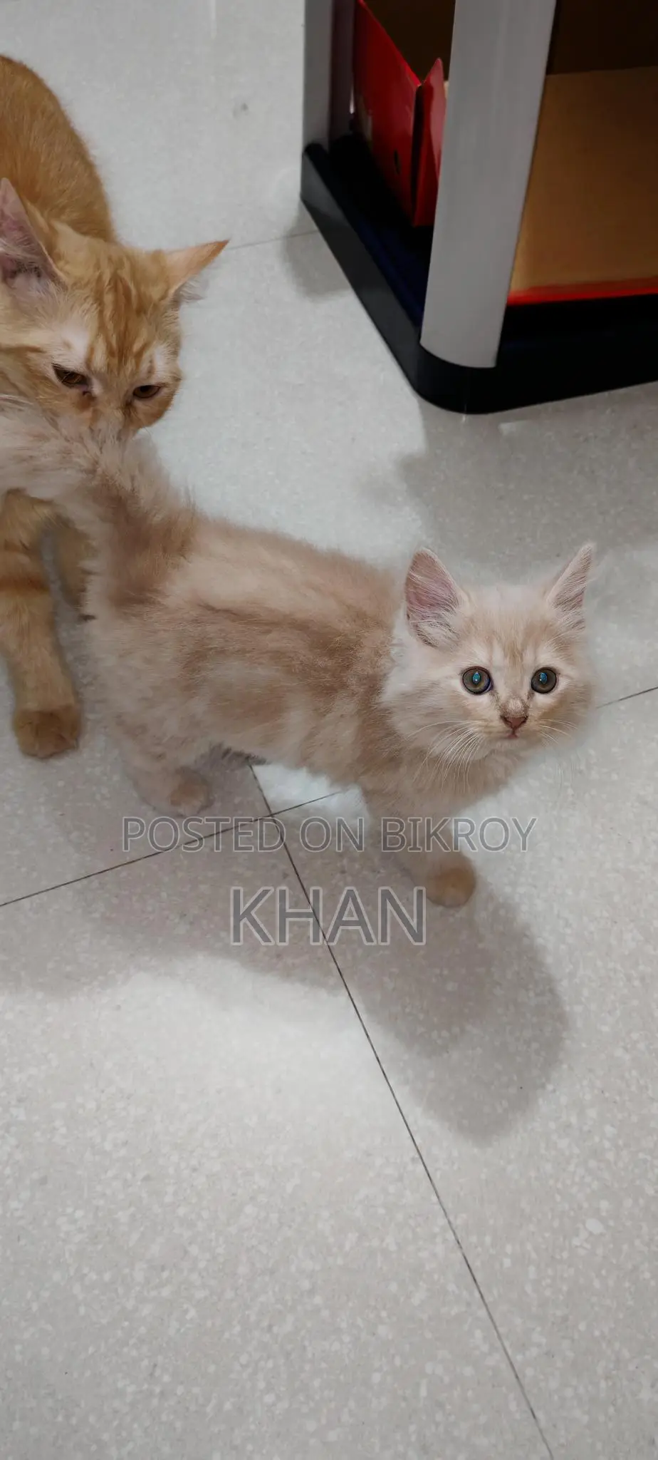 Pure Persian Kittens