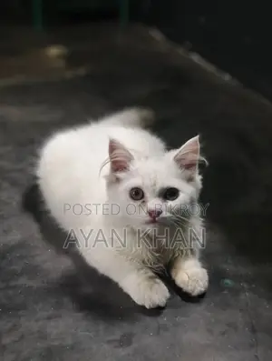 পারশিয়ান বিড়াল