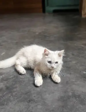 পারশিয়ান বিড়াল