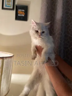 Persian Cat