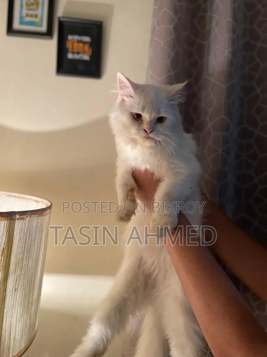 Persian Cat