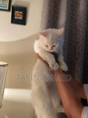 Persian Cat