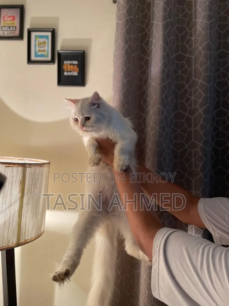 Persian Cat