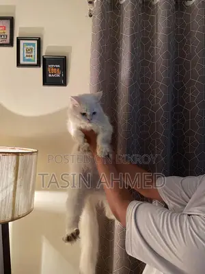 Persian Cat