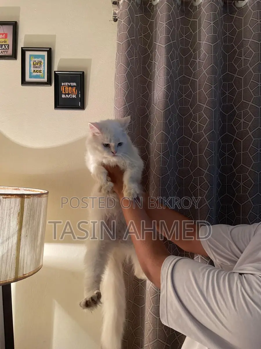 Persian Cat