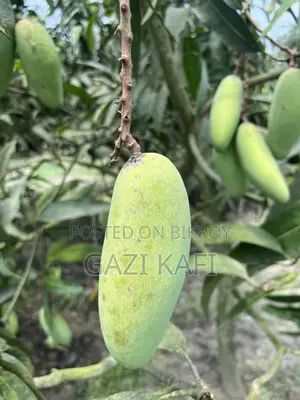 Katimon Mango