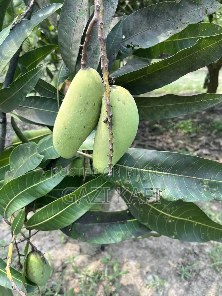 Katimon Mango