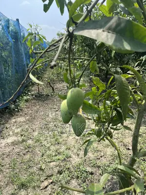 কাটিবন আম