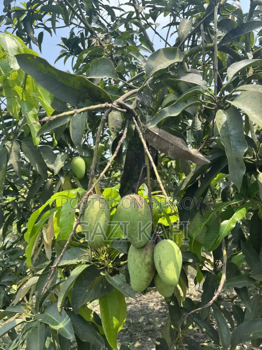 Katimon Mango