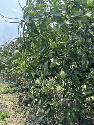 Katimon Mango