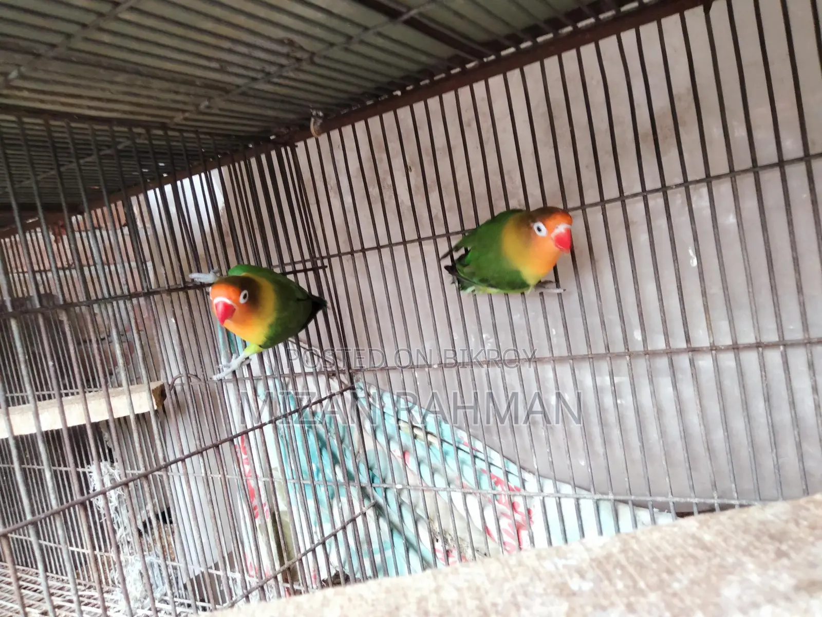 Love Bird Breeding Pair