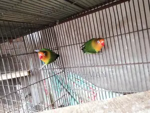 Love Bird Breeding Pair