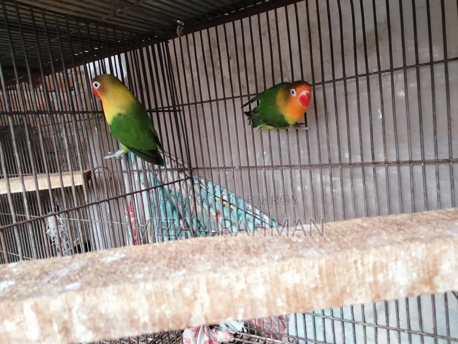 Love Bird Breeding Pair