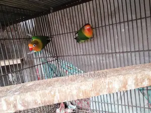 Love Bird Breeding Pair