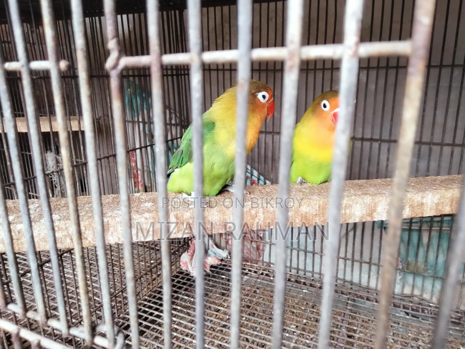 Love Bird Breeding Pair