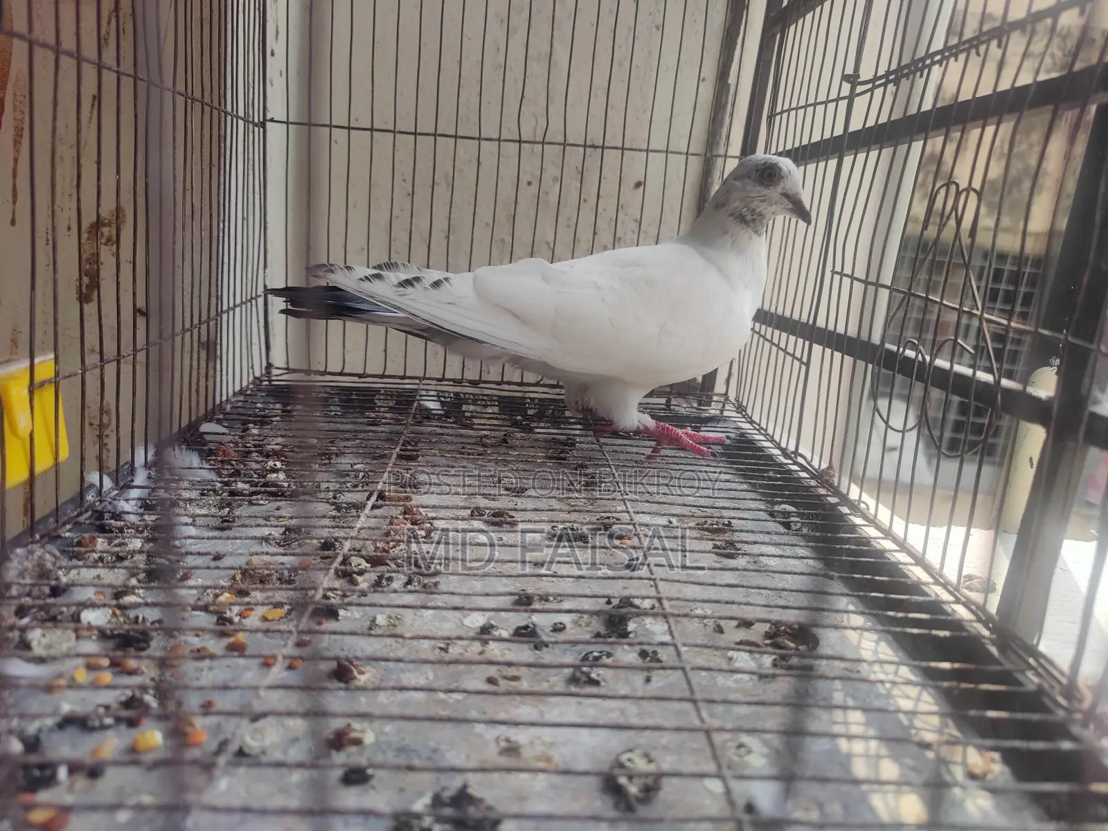Male Pigeon