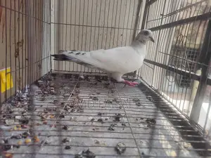 Male Pigeon