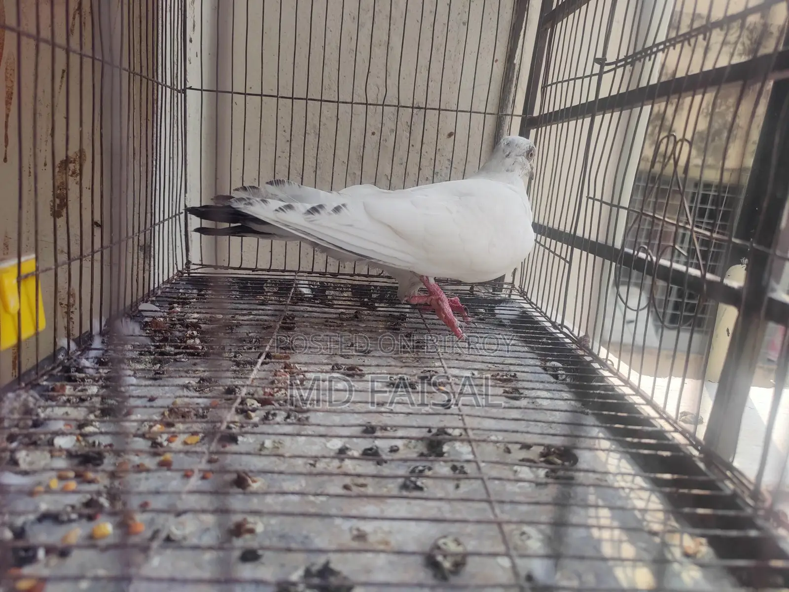 Male Pigeon