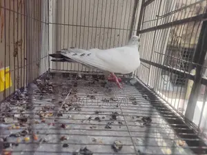 Male Pigeon