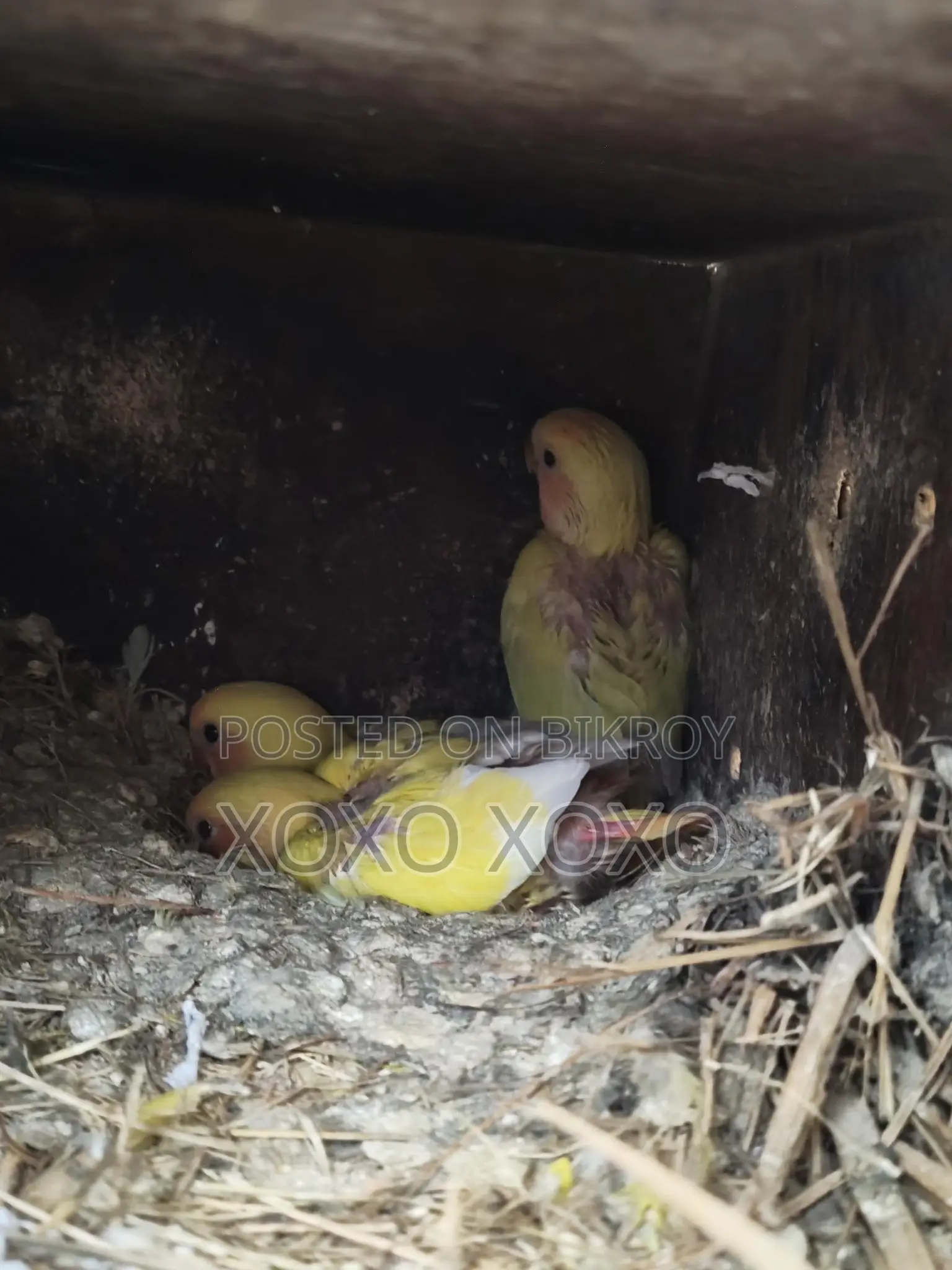 Love Birds for Sale