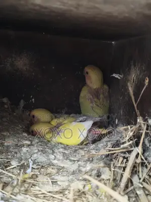 Love Birds for Sale