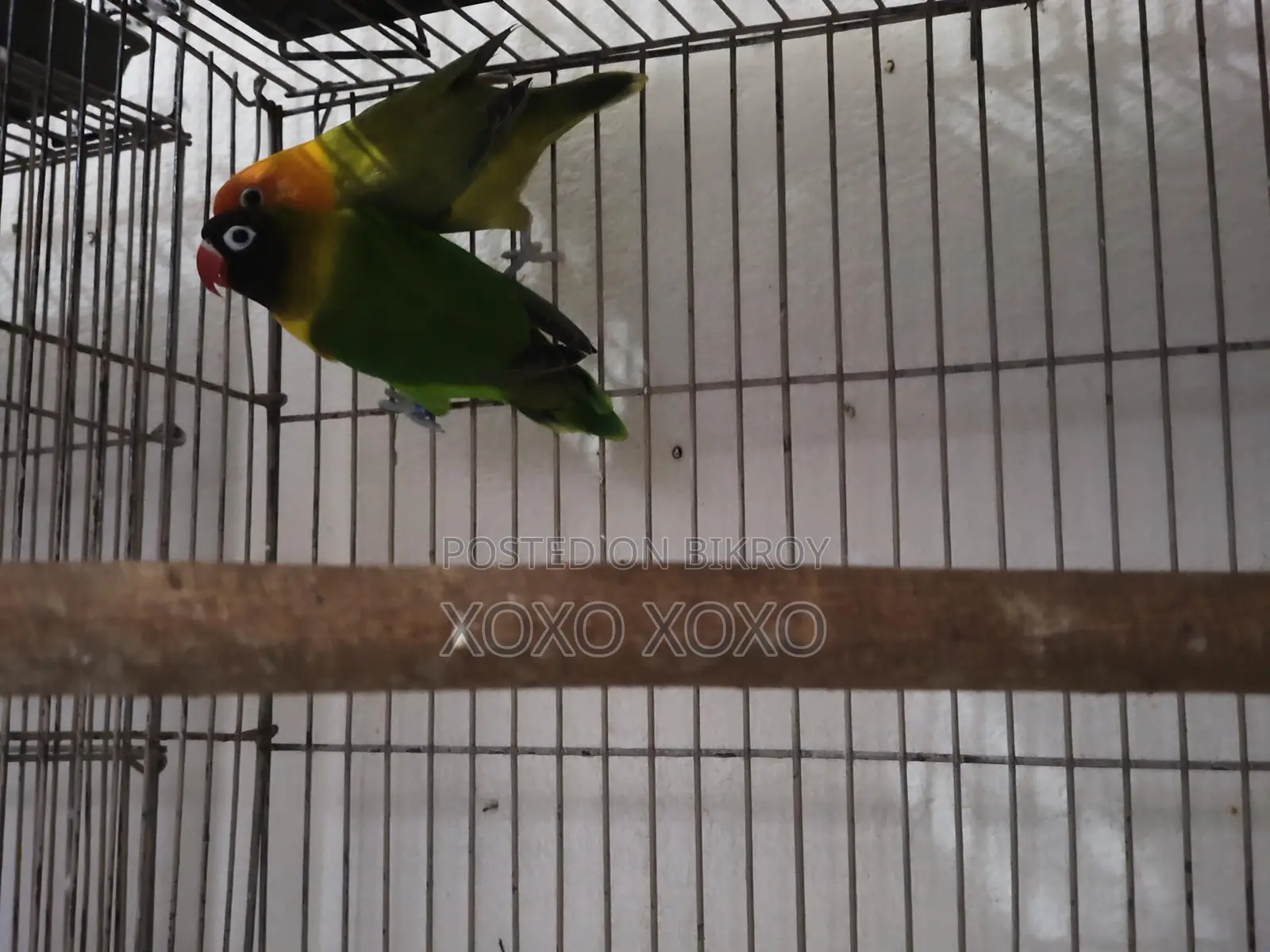 Love Birds for Sale