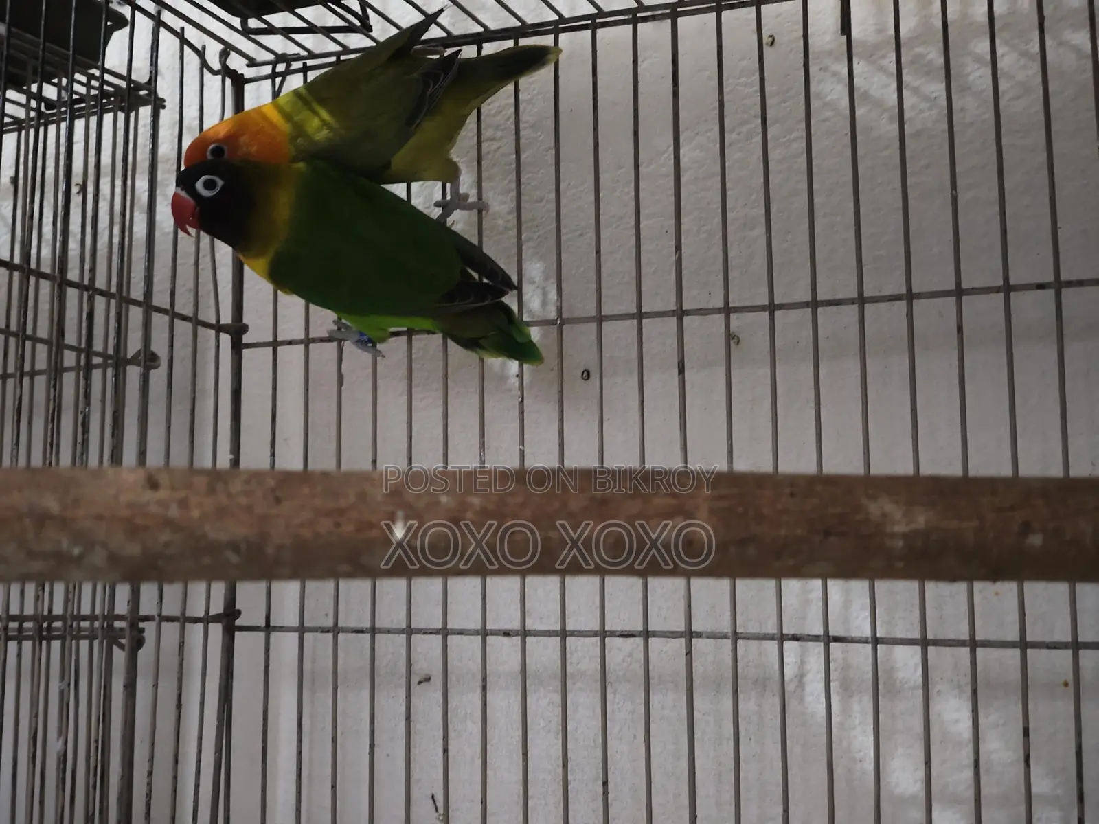 Love Birds for Sale