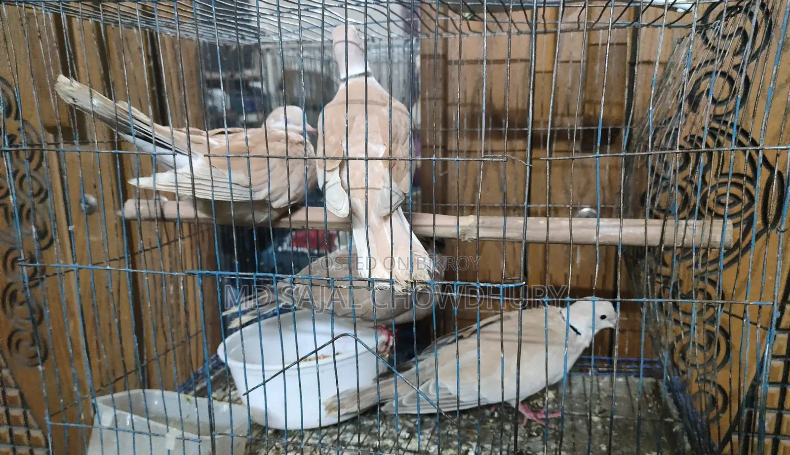 African Ringneck Dove, Barbary Dove for Sale