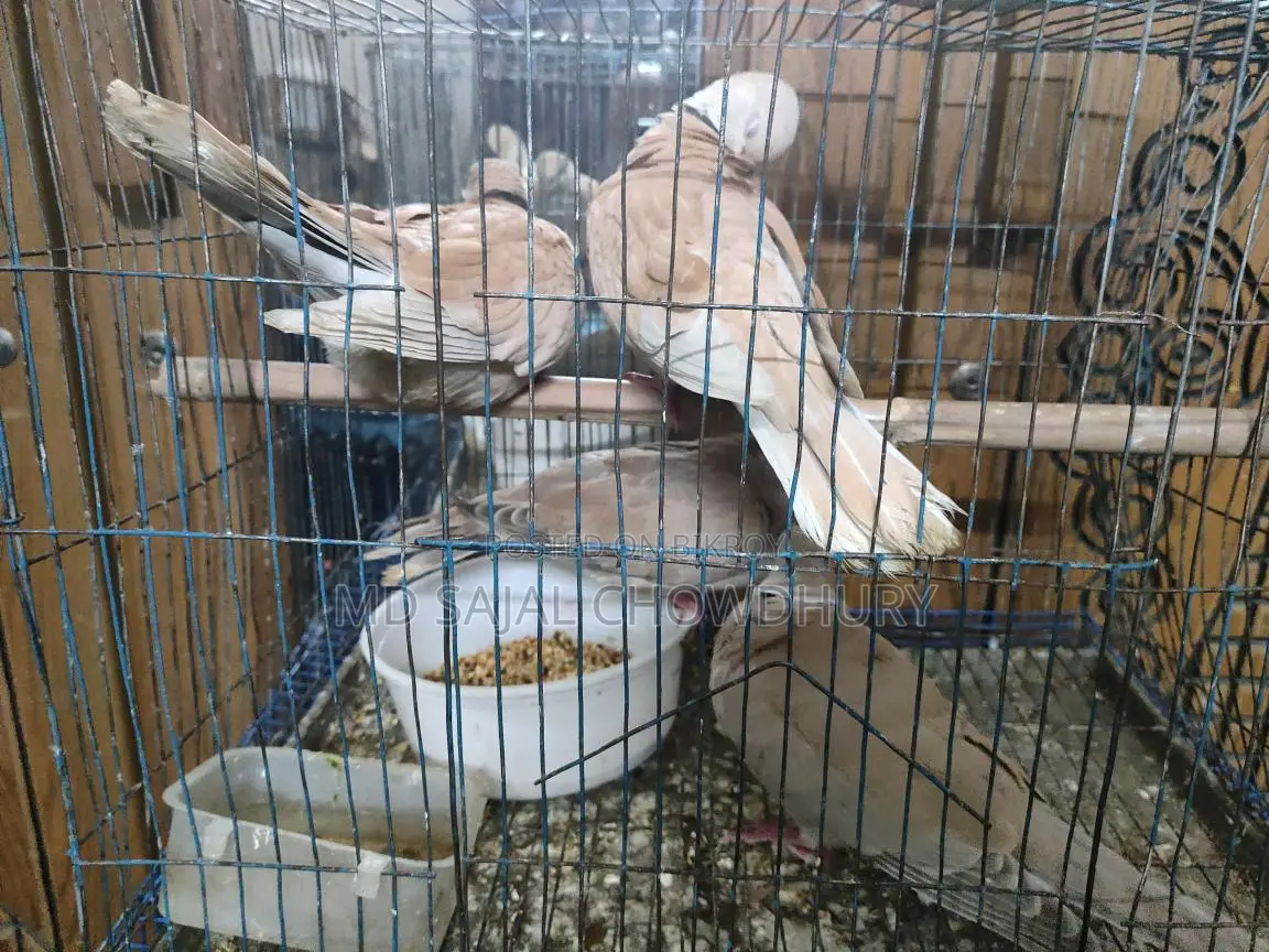 African Ringneck Dove, Barbary Dove for Sale