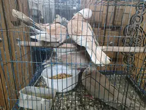 African Ringneck Dove, Barbary Dove for Sale
