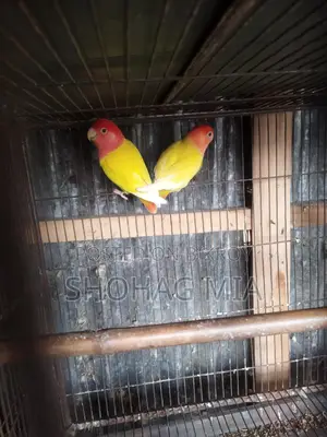 Running Lutino Opaline Lovebird