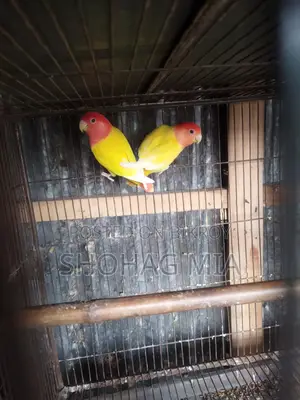 Running Lutino Opaline Lovebird