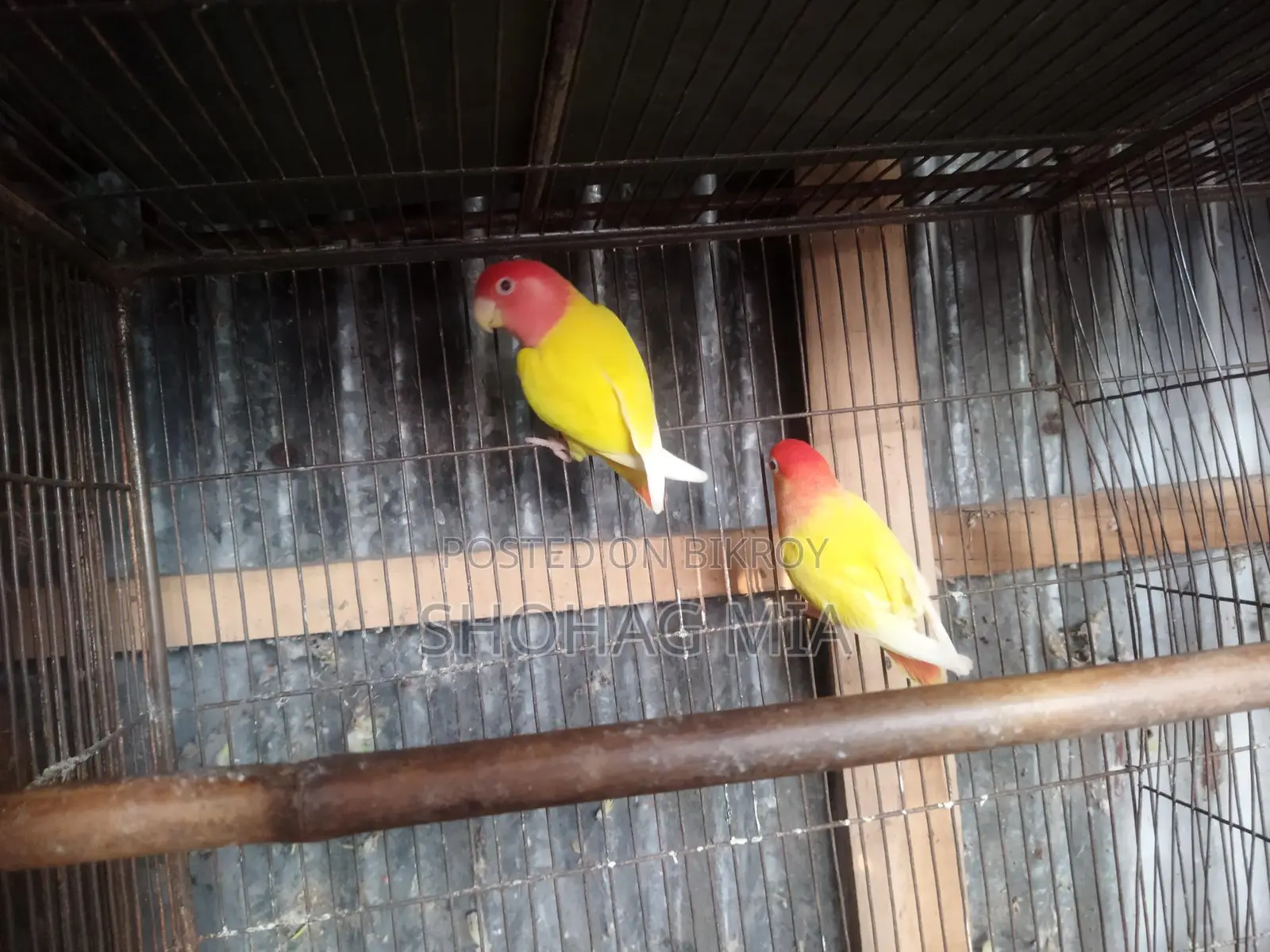 Running Lutino Opaline Lovebird