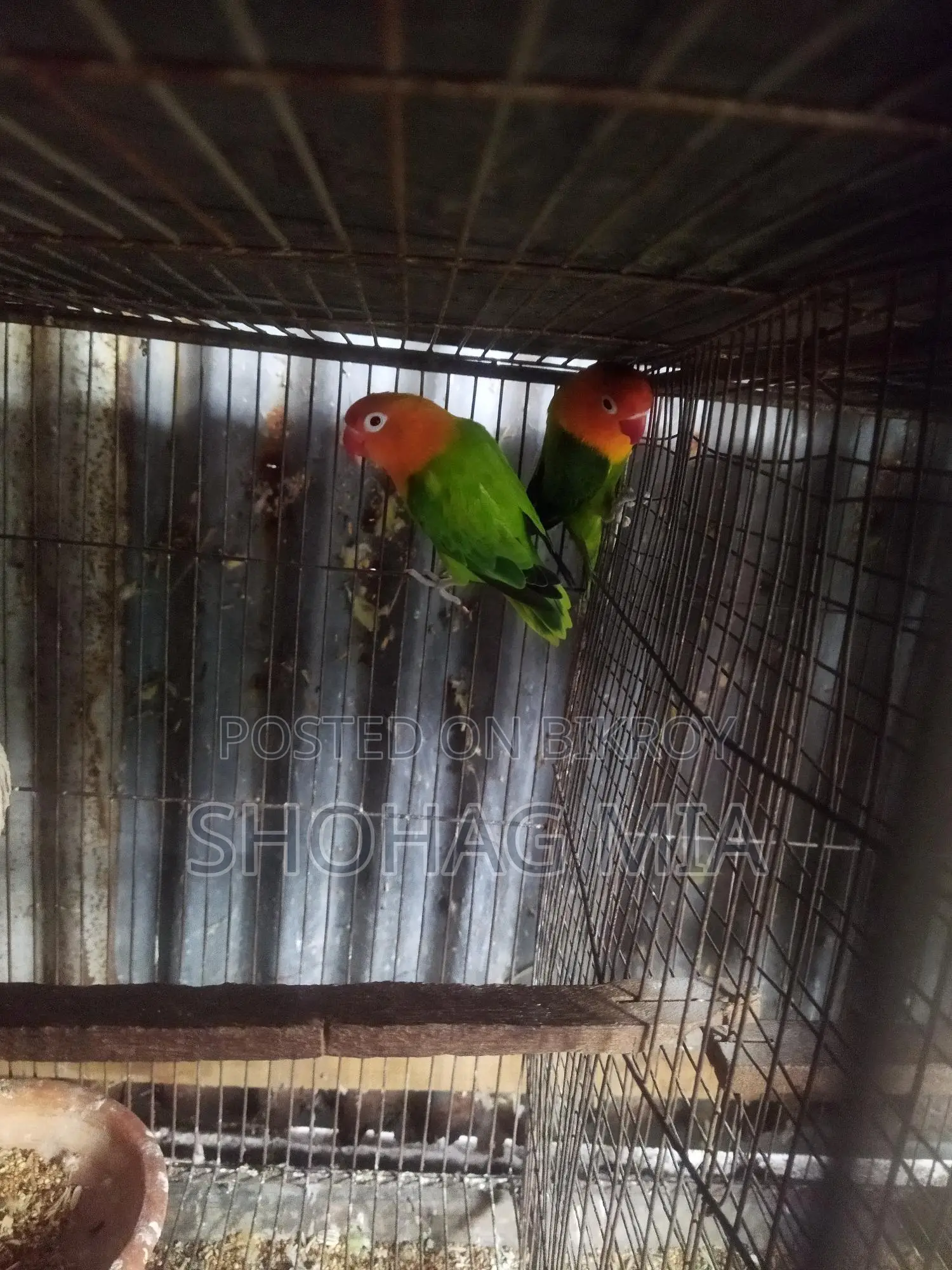 Running Lutino Opaline Lovebird