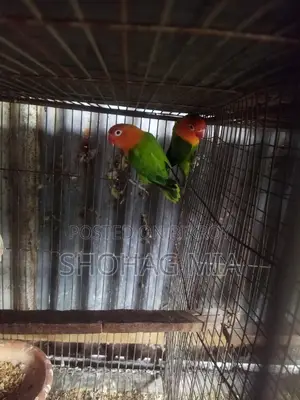 Running Lutino Opaline Lovebird