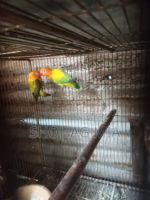 Running Lutino Opaline Lovebird