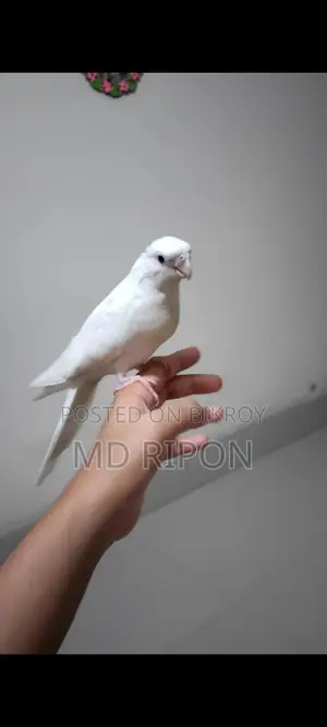 Albino Red Eye Full Tem Kora Cockateel Location Khilgaon