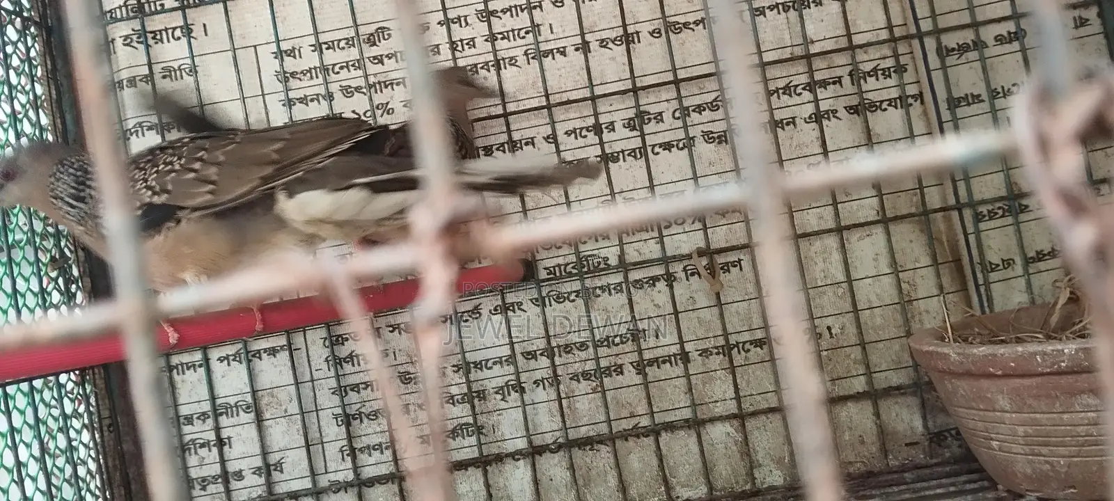 2 Pieces of Dove Birds for Sale