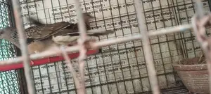 2 Pieces of Dove Birds for Sale