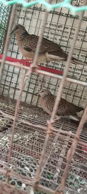 2 Pieces of Dove Birds for Sale